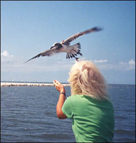 St. Joe Wildlife Sanctuary releases gull